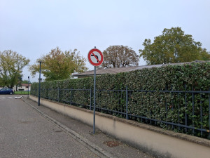 Photo de galerie - Taille de haies et d'arbustes