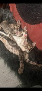 Photo de galerie - Garde des 3 petits chatons pendant sevrage 