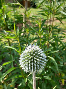Photo de galerie - Paysagiste - Aménagement du jardin
