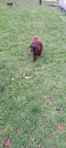 Photo de galerie - Garde chien