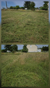 Photo de galerie - Tonte de pelouse - Débroussaillage