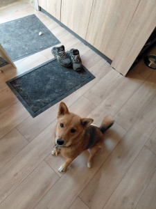 Photo de galerie - Aika en garde trois semaines à la maison une chienne de 6 mois pleine d'énergie !