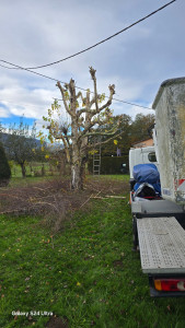 Photo de galerie - élagage un arbre avec le camion nacelle 