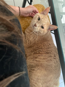 Photo de galerie - Garde chat