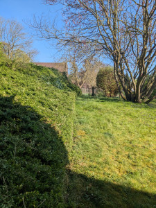 Photo de galerie - Taille de haies et d'arbustes