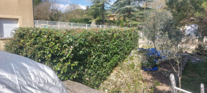 Photo de galerie - Taille de haies et d'arbustes