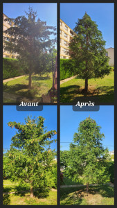 Photo de galerie - Elagage et mise en forme d'un sapin + évacuation.