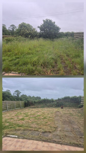 Photo de galerie - Tonte + coupe
