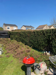Photo de galerie - Taille de haie apres avec rabaissement de 50cm