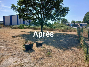 Photo de galerie - Chantier de débroussaillage - après