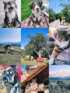 Photo de galerie - Nombreuses expériences en garde, visite, balade, soins. À domicile ou chez vous
J'ai également de l'Expérience en garde de maison/animaux en votre absence possibilité dans toute la France. 