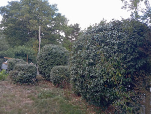 Photo de galerie - Hele agnus en boul