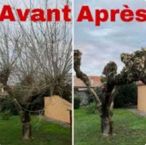 Photo de galerie - Élagage avant après