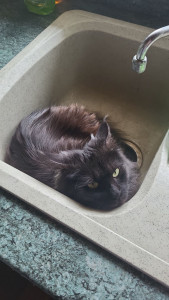 Photo de galerie - Ma minette