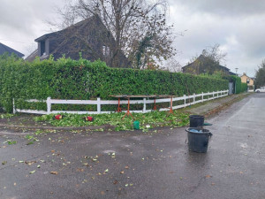 Photo de galerie - Taille de haie laurier palme