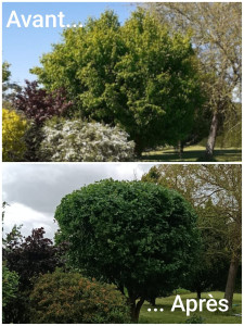Photo de galerie - Elagage et coupe d'arbres