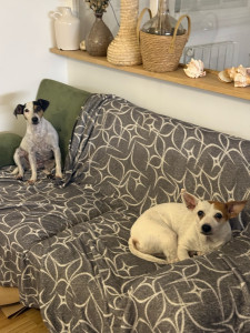 Photo de galerie - Garde chien