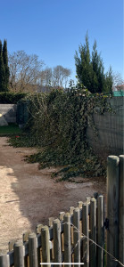 Photo de galerie - Taille de lierre 