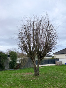 Photo de galerie - Elagage et coupe d'arbres