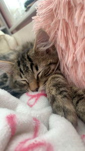 Photo de galerie - Tiki mon premier chat !