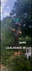 Photo de galerie - Elagage et coupe d'arbres