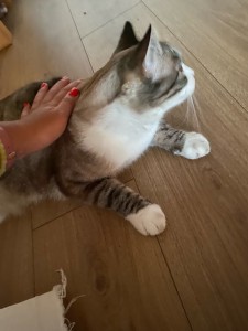 Photo de galerie - Garde chat