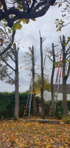 Photo de galerie - élagage de plusieurs arbres 