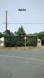 Photo de galerie - Taille de haies et d'arbustes