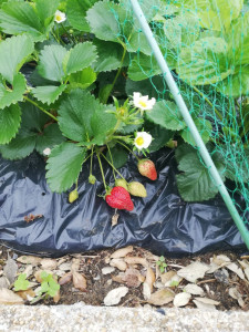 Photo de galerie - Plantation de fraisiers plus bâche 