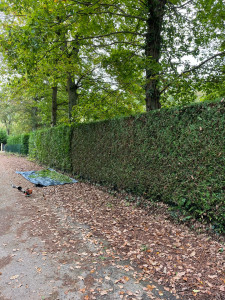 Photo de galerie - Taille de haies , abattage d’arbres, élagage débroussaillage des Moussages toiture, travaux divers. Merci de me contacter pour plus de renseignements aux 06 30 32 00 45.