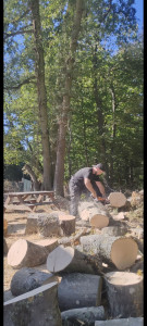 Photo de galerie - Abattage et réalisation de bois de chauffage.