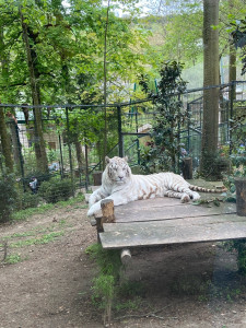 Photo de galerie - J’adore les animaux, je m’en occupe très bien donc je serais ravis de m’occuper de vos petits animaux 