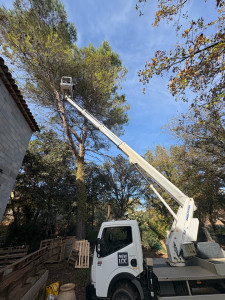 Photo de galerie - Élagage avec nacelle 