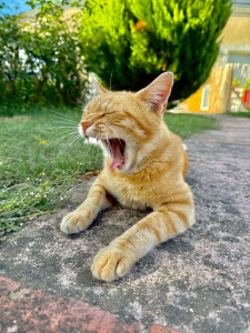 Photo de galerie - Garde chat