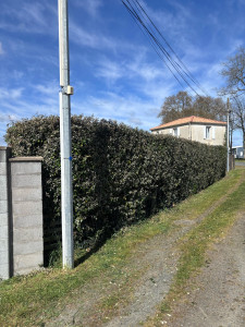Photo de galerie - Taille de haie