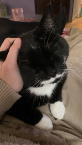 Photo de galerie - Garde de chat à domicile 