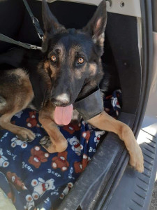 Photo de galerie - Garde berger allemand