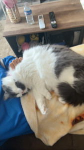 Photo de galerie - Chat très craintif des inconnus qui a eu entièrement confiance?