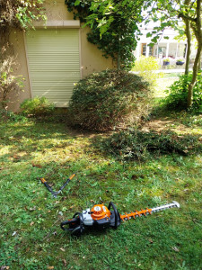 Photo de galerie - Taille arbustes (nitida)