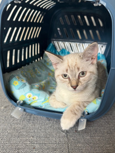 Photo de galerie - Bianca une petite schotish de 4 mois en garde à mon domicile 