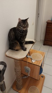 Photo de galerie - Idaho est un jeune chat très curieux, propre et joueur. 
