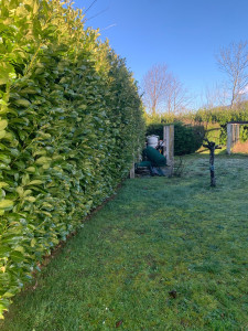 Photo de galerie - Taille de haies et d'arbustes