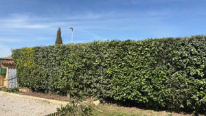 Photo de galerie - Taille de haie 
