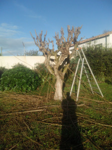 Photo de galerie - Elagage et coupe d'arbres