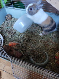 Photo de galerie - Jumpy adorable lapin 