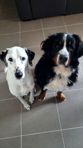 Photo de galerie - Sorties et garde d'un nouveau copain ! 