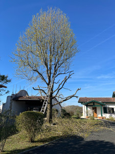 Photo de galerie - Taille de formation 