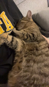 Photo de galerie - Ronflex 