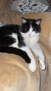 Photo de galerie - Petit chat hyper calin 