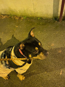 Photo de galerie - Garde chien, promenade 